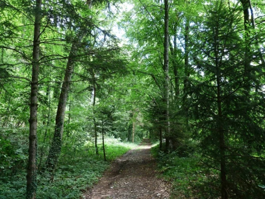 Laupen, Auriedstäg, Eiholz, Hirsried, Sägetwald, Gümmenen, Sarine, Saane