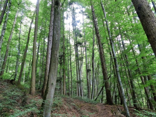 Laupen, Auriedstäg, Eiholz, Hirsried, Sägetwald, Gümmenen, Sarine, Saane