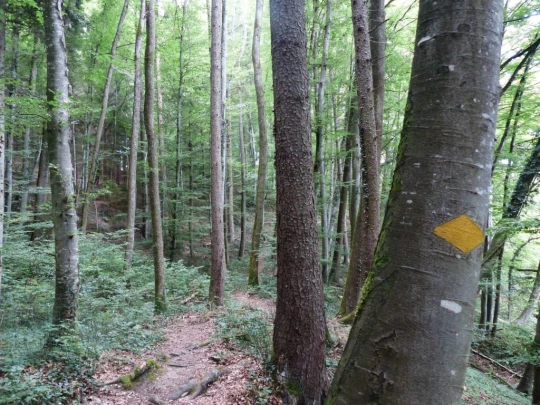 Laupen, Auriedstäg, Eiholz, Hirsried, Sägetwald, Gümmenen, Sarine, Saane