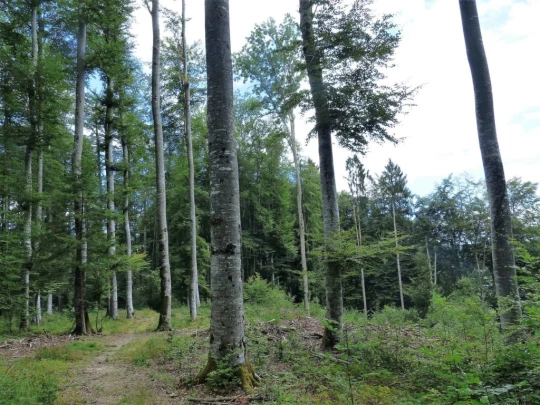 Laupen, Auriedstäg, Eiholz, Hirsried, Sägetwald, Gümmenen, Sarine, Saane