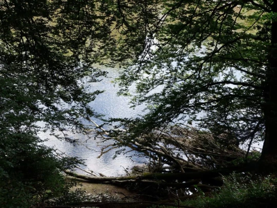 Laupen, Auriedstäg, Eiholz, Hirsried, Sägetwald, Gümmenen, Sarine, Saane