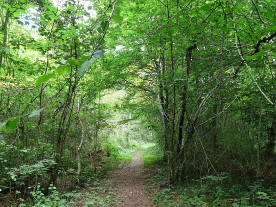 Laupen, Auriedstäg, Eiholz, Hirsried, Sägetwald, Gümmenen, Sarine, Saane