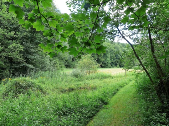 Laupen, Auriedstäg, Eiholz, Hirsried, Sägetwald, Gümmenen, Sarine, Saane