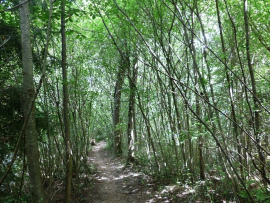 Laupen, Auriedstäg, Eiholz, Hirsried, Sägetwald, Gümmenen, Sarine, Saane