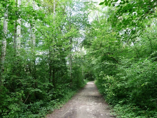 Laupen, Auriedstäg, Eiholz, Hirsried, Sägetwald, Gümmenen, Sarine, Saane