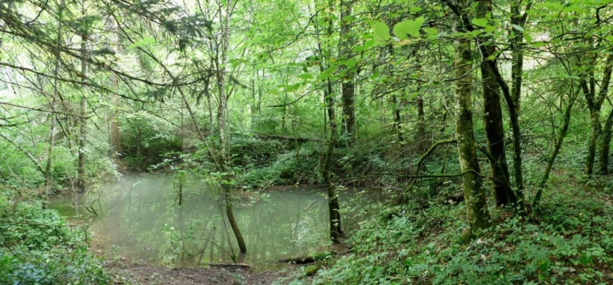 Laupen, Auriedstäg, Eiholz, Hirsried, Sägetwald, Gümmenen, Sarine, Saane