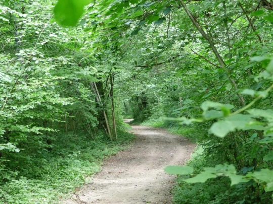 Laupen, Auriedstäg, Eiholz, Hirsried, Sägetwald, Gümmenen, Sarine, Saane