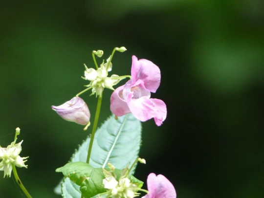 Laupen, Auriedstäg, Eiholz, Hirsried, Sägetwald, Gümmenen, Sarine, Saane, fleur