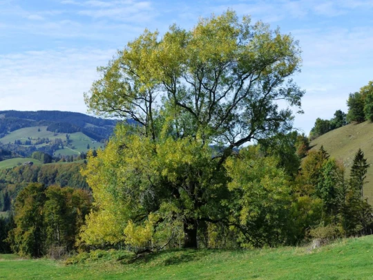 le-pralet-estavannens-184