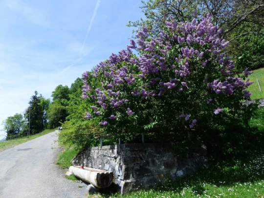 les-avants-les-avants-134
