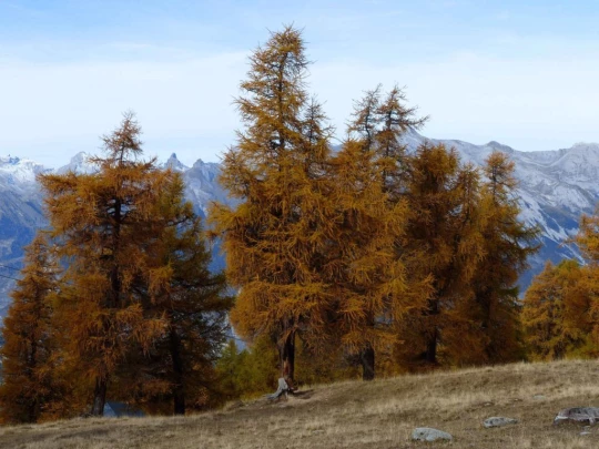 les-collons-veysonnaz-128