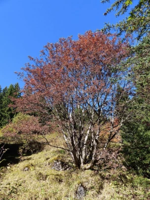 les-crosets-portes-du-soleil-morgins-170