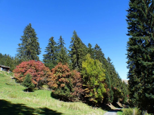 les-crosets-portes-du-soleil-morgins-176