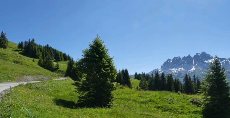 les-crosets-savolaire-morgins-111