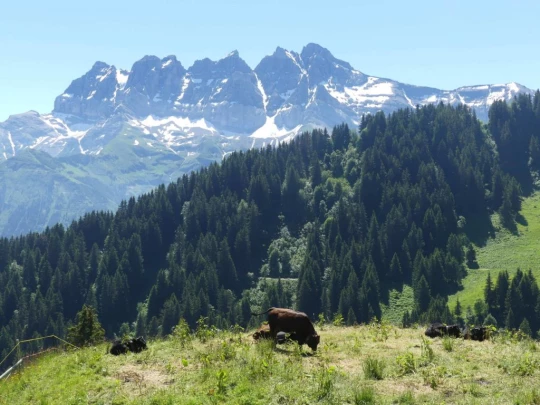 les-crosets-savolaire-morgins-122