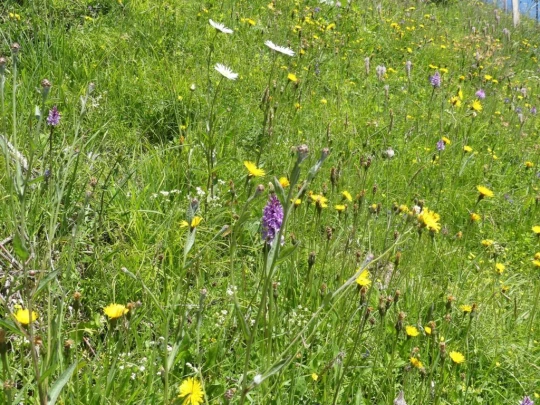 les-crosets-savolaire-morgins-137