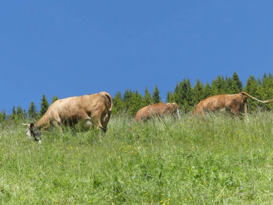 les-crosets-savolaire-morgins-140