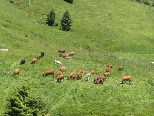 les-crosets-savolaire-morgins-149