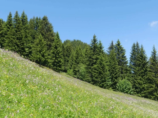 les-crosets-savolaire-morgins-165