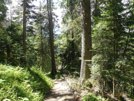 les-crosets-savolaire-morgins-191