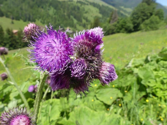 les-crosets-savolaire-morgins-202