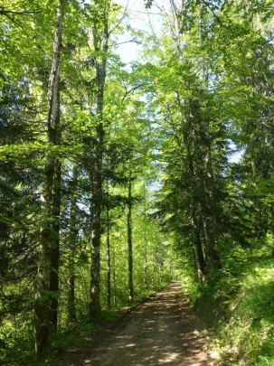 les-hauts-geneveys-bole-107