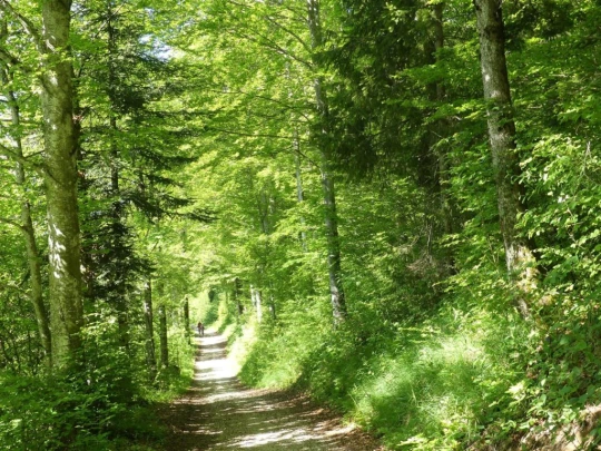 les-hauts-geneveys-bole-109