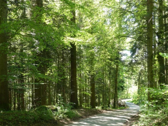 les-hauts-geneveys-bole-121