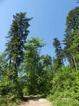 les-hauts-geneveys-bole-123