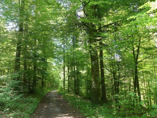 les-hauts-geneveys-bole-131