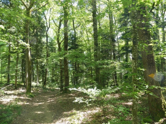 les-hauts-geneveys-bole-141