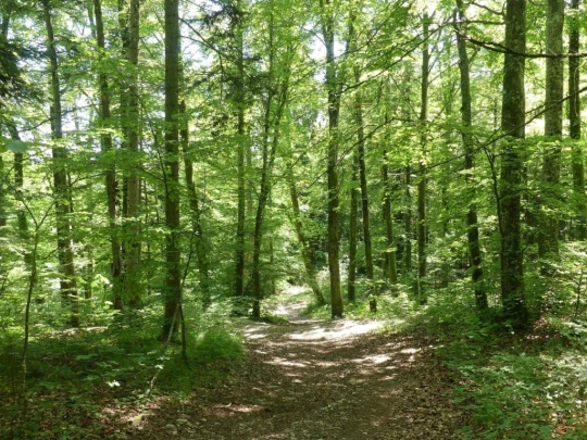 les-hauts-geneveys-bole-143