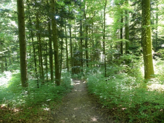 les-hauts-geneveys-bole-149