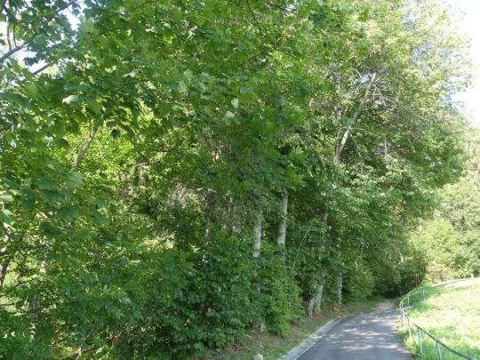 les-hauts-geneveys-la-sagne-100