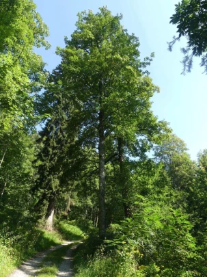 les-hauts-geneveys-la-sagne-108
