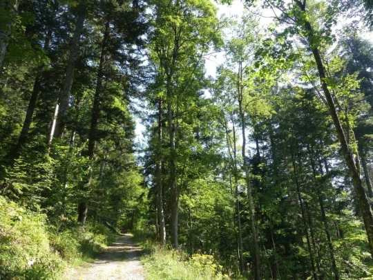 les-hauts-geneveys-la-sagne-109