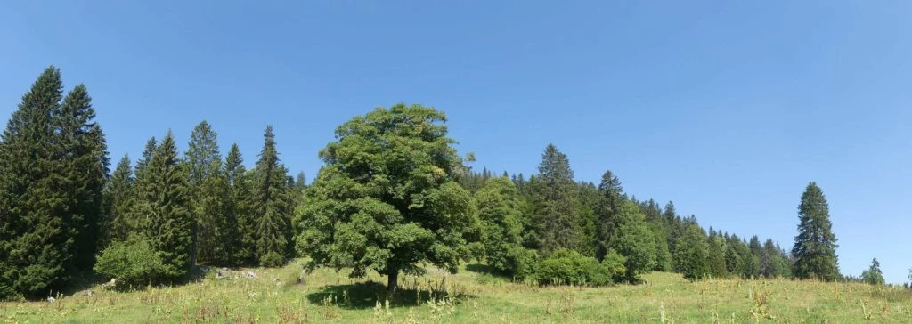 les-hauts-geneveys-la-sagne-121