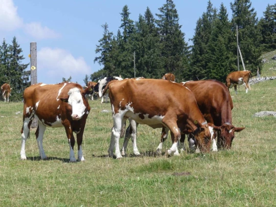 les-hauts-geneveys-la-sagne-148