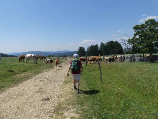 les-hauts-geneveys-la-sagne-156