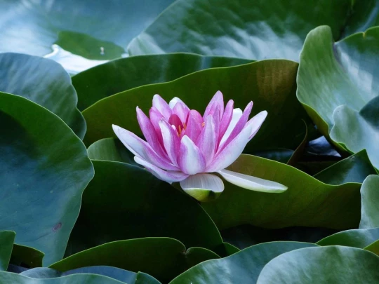 les-pleiades-les-paccots-167