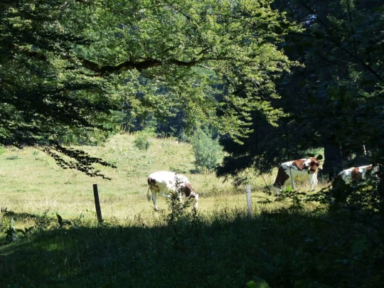 les-ponts-de-martel-la-chaux-de-fon-123