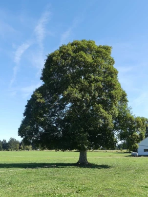 les-ponts-de-martel-travers-132