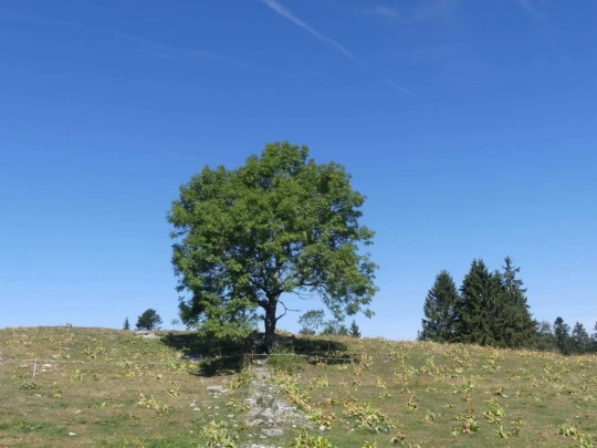 les-ponts-de-martel-travers-150