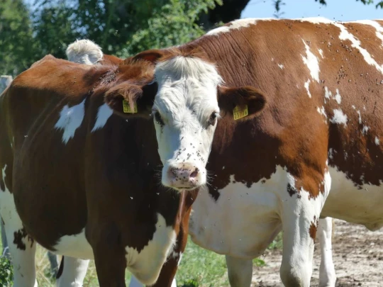 les-ponts-de-martel-travers-159