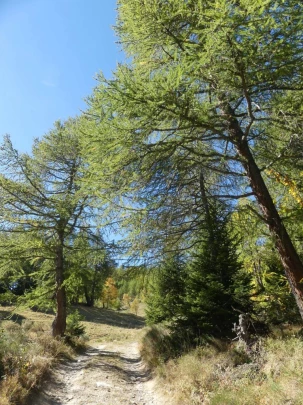 mayens-d-arbaz-la-comba-arbaz-193