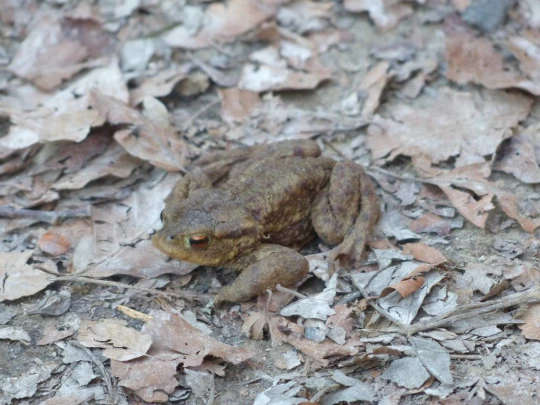 mezieres-chalet-a-gobet-146