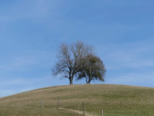 moreillon-paully-mont-pelerin-103