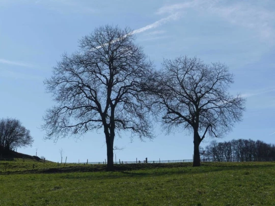 moreillon-paully-mont-pelerin-105