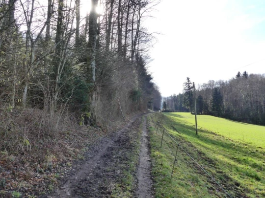 moreillon-paully-mont-pelerin-117