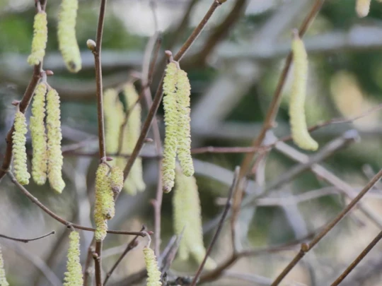 moreillon-paully-mont-pelerin-118